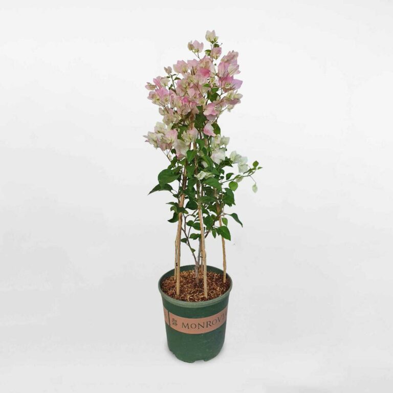 Cây bông giấy Sakura nguyên bản chậu ươm