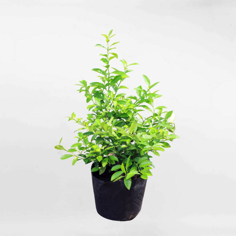 Cây chanh bắc chậu ươm