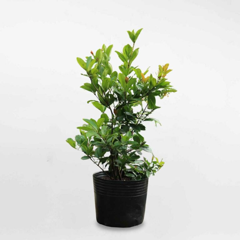 Cây cherry Brazil chậu ươm