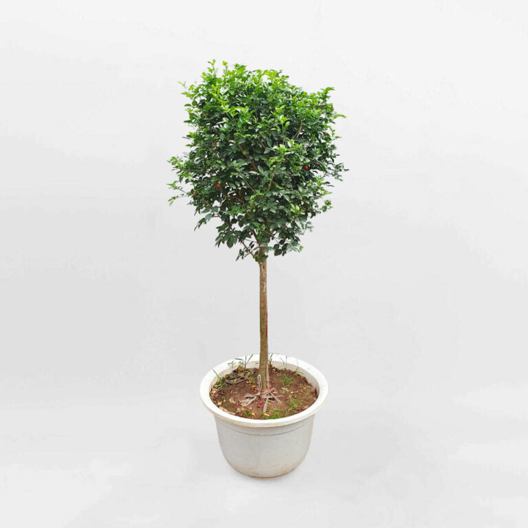 Cây hoa nguyệt quế dáng tree chậu ươm