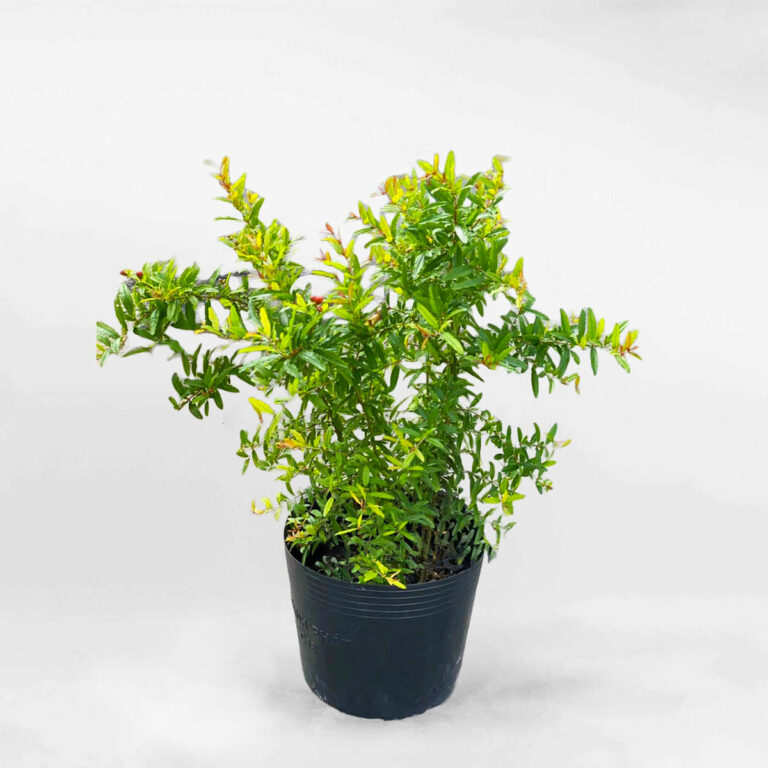 Cây lựu ta đỏ chậu ươm