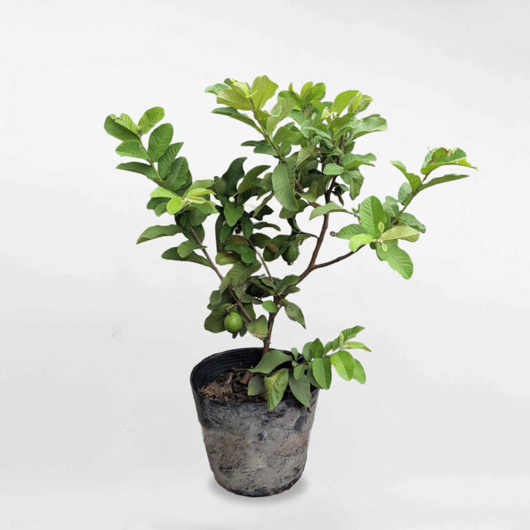 Cây ổi ruột đỏ Tân Châu chậu ươm
