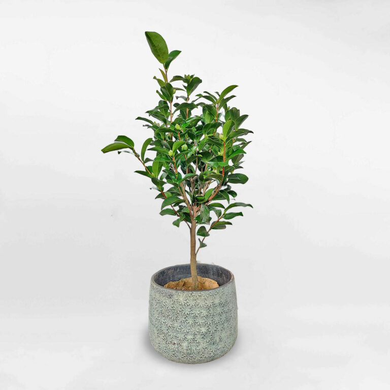 Cây Trà đỏ chậu đất nung họa tiết hoa cúc Camellia Japonica
