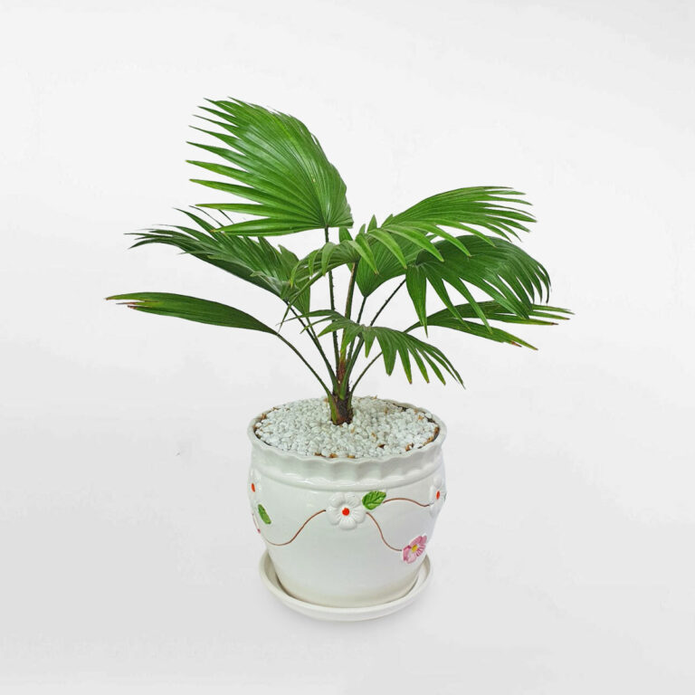 Cây cọ lá xẻ mini để bàn chậu sứ hoa văn
