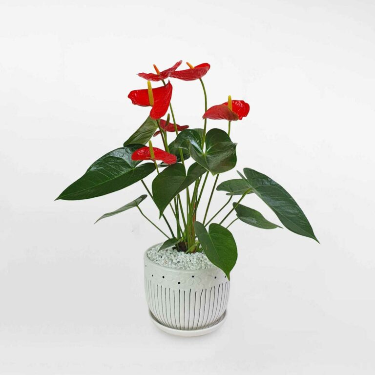 Cây hồng môn cỡ nhỏ chậu sứ trắng