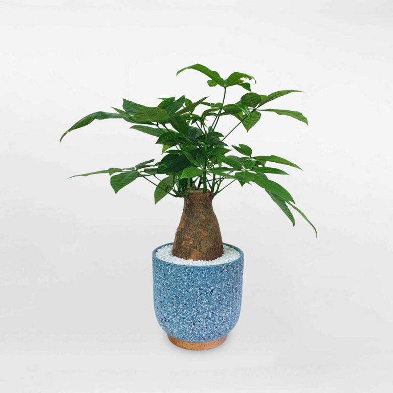 Cây kim ngân một thân để bàn chậu sứ