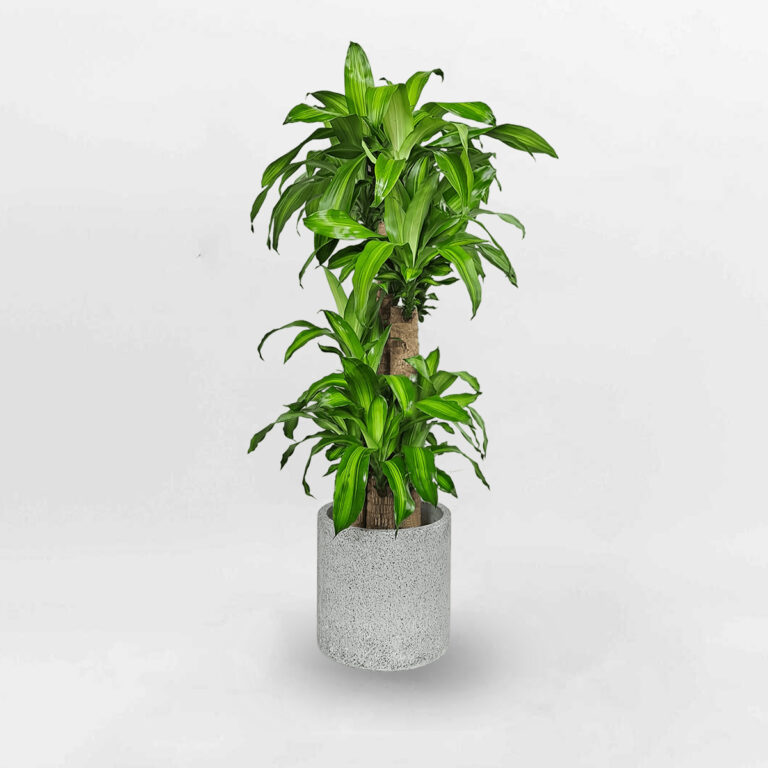 Cây phát tài bộ 5 – Cây thiết mộc lan