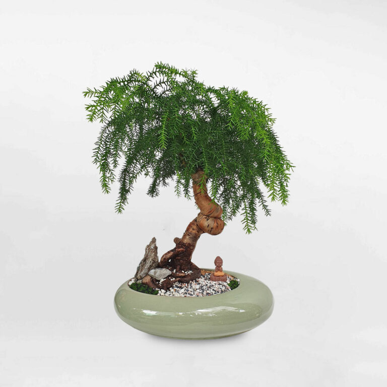 Cây tùng bồng lai bonsai tiểu cảnh chậu sứ